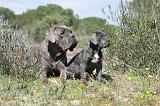 CANE CORSO 337